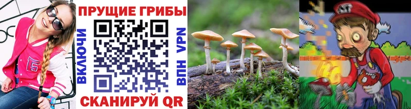 это какой сайт  Георгиевск  Псилоцибиновые грибы мицелий  купить наркотики сайты 