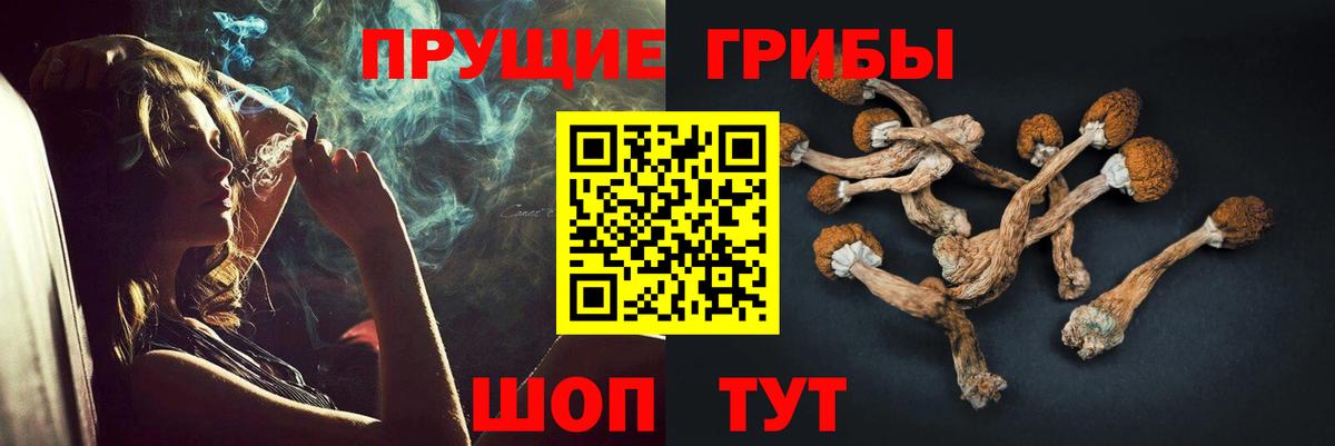 Псилоцибиновые грибы Psilocybe Георгиевск